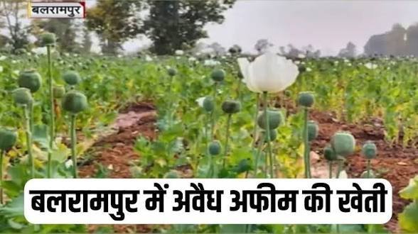 बलरामपुर अफीम खेती कांड: झारखंड का मुख्य सप्लायर गिरफ्तार, 2 करोड़ के नेटवर्क का भंडाफोड़